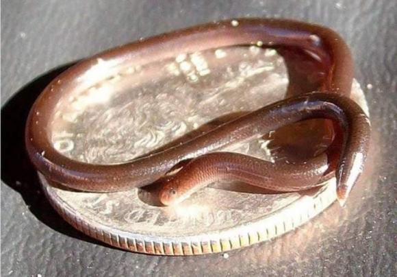 Rắn sợi Barbados, rắn nhỏ nhất thế giới