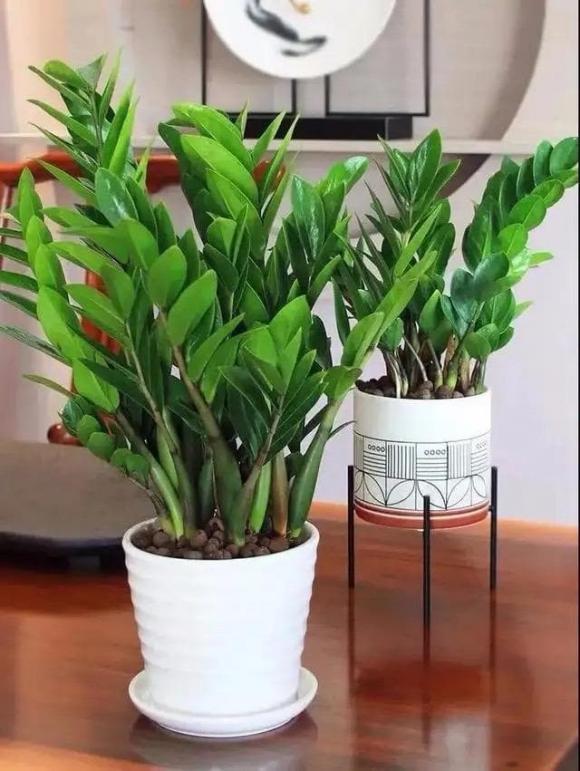 cây kim tiền, trồng cây cảnh, kinh nghiệm trồng cây, chăm sóc cây, phòng khách