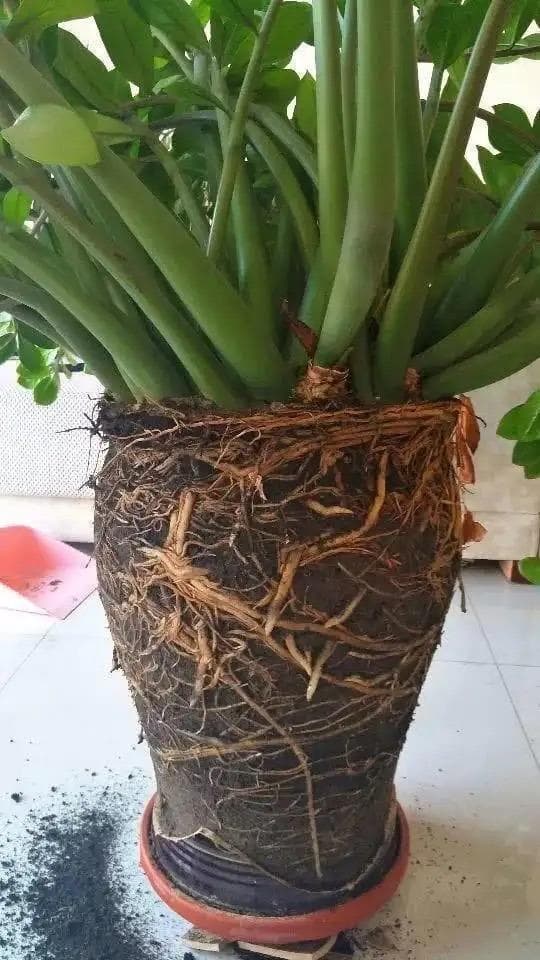 cây kim tiền, trồng cây cảnh, kinh nghiệm trồng cây, chăm sóc cây, phòng khách