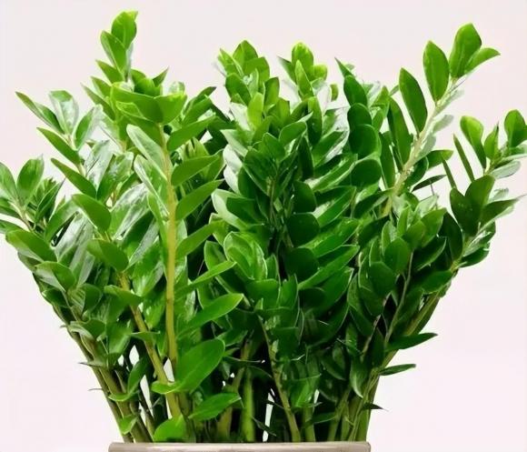 cây kim tiền, trồng cây cảnh, kinh nghiệm trồng cây, chăm sóc cây, phòng khách