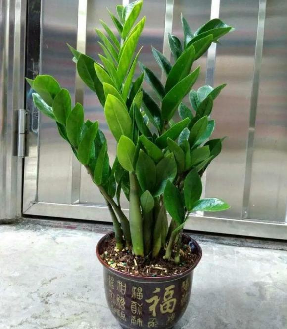 cây kim tiền, trồng cây cảnh, kinh nghiệm trồng cây, chăm sóc cây, phòng khách
