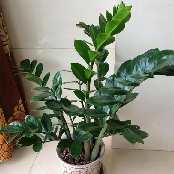 cây kim tiền, trồng cây cảnh, kinh nghiệm trồng cây, chăm sóc cây, phòng khách