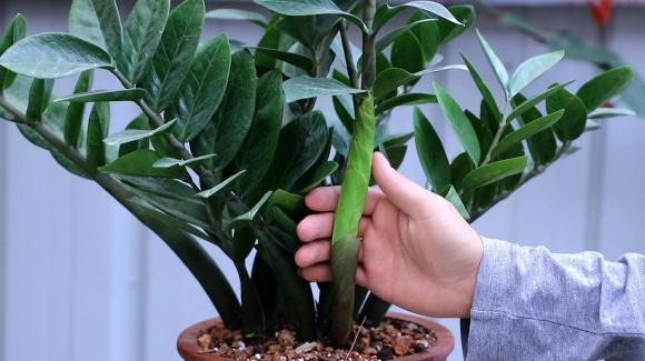 cây kim tiền, trồng cây cảnh, kinh nghiệm trồng cây, chăm sóc cây, phòng khách