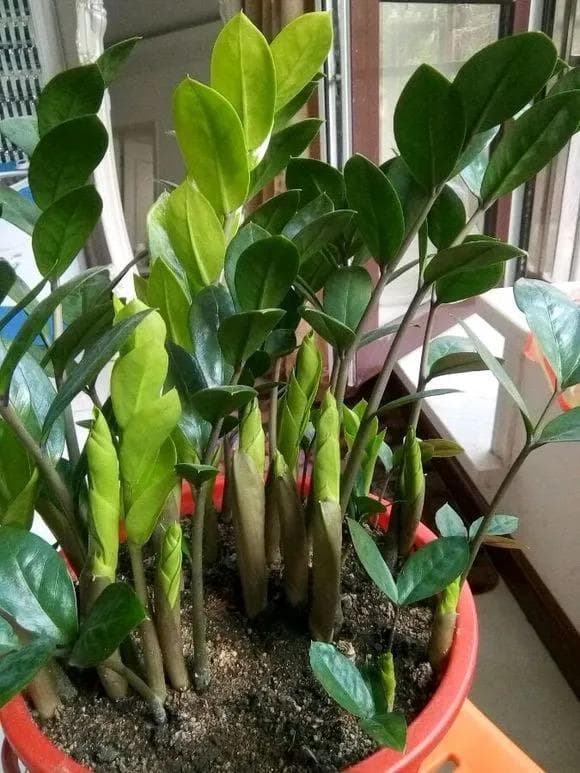 cây kim tiền, trồng cây cảnh, kinh nghiệm trồng cây, chăm sóc cây, phòng khách