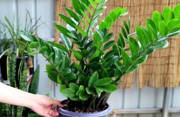 cây kim tiền, trồng cây cảnh, kinh nghiệm trồng cây, chăm sóc cây, phòng khách