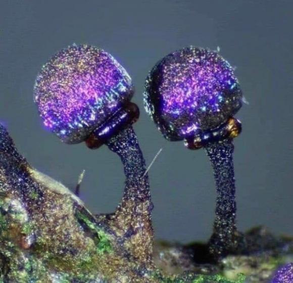 nấm tím, Elaeomyxa Cerifera , nấm Thạch anh tím Elaeomyxa Cerifera