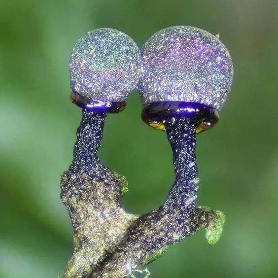 nấm tím, Elaeomyxa Cerifera , nấm Thạch anh tím Elaeomyxa Cerifera