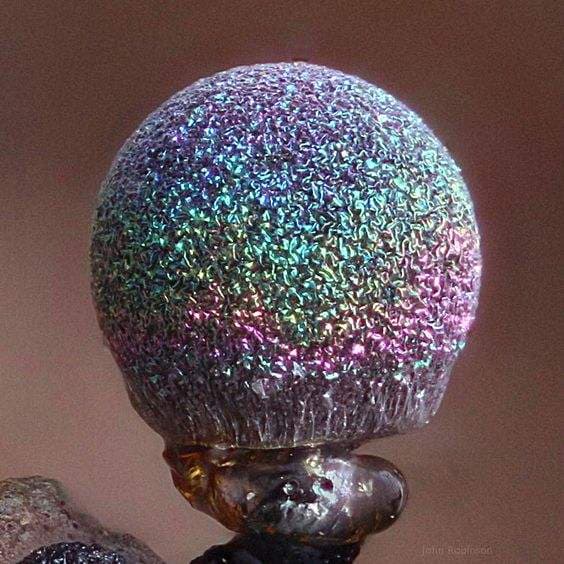 nấm tím, Elaeomyxa Cerifera , nấm Thạch anh tím Elaeomyxa Cerifera