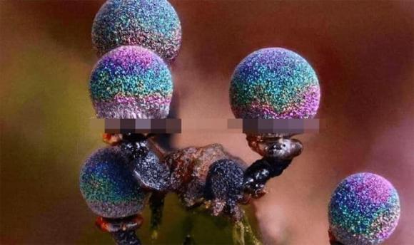 nấm tím, Elaeomyxa Cerifera , nấm Thạch anh tím Elaeomyxa Cerifera