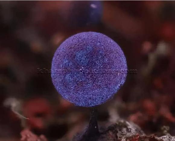 nấm tím, Elaeomyxa Cerifera , nấm Thạch anh tím Elaeomyxa Cerifera