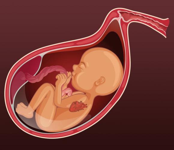 thai nhi, điều cần biết về thai nhi, mang thai