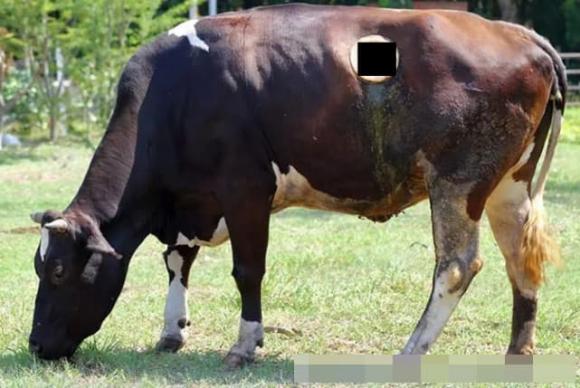 con bò, bò sửa, bò bị thủng dạ dày, lỗ trên con bò