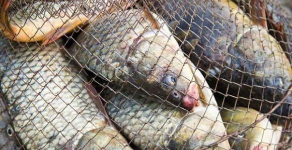 cá kho tộ, kho cá ngon, món ngon mỗi ngày