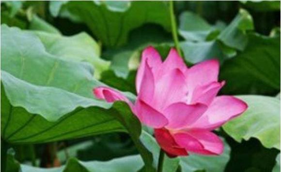 ngày sinh, ngày sinh tốt, tử vi