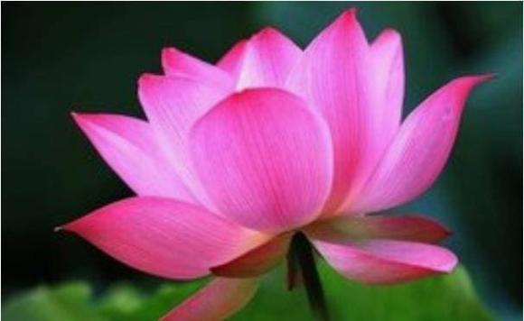 ngày sinh, ngày sinh tốt, tử vi