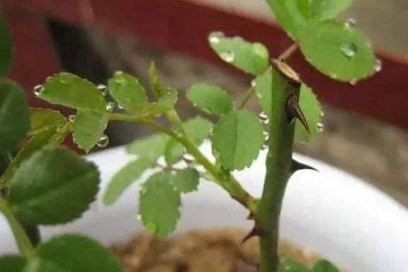 triết cây, giâm cành, giâm lá, hoa cây cảnh, trồng cây cảnh