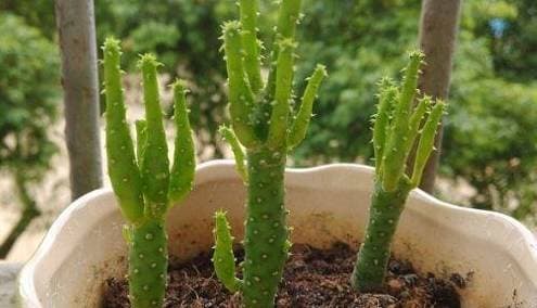 triết cây, giâm cành, giâm lá, hoa cây cảnh, trồng cây cảnh