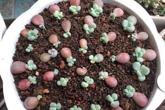 triết cây, giâm cành, giâm lá, hoa cây cảnh, trồng cây cảnh