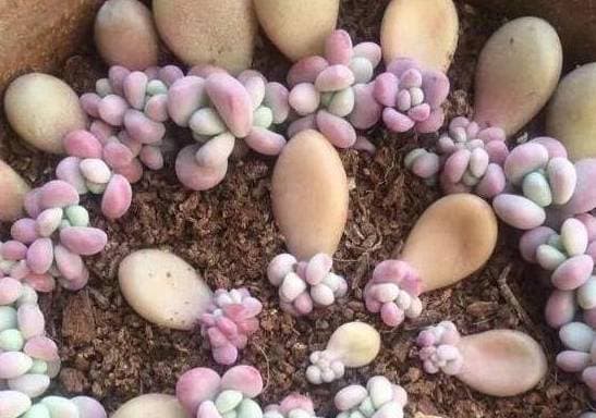 triết cây, giâm cành, giâm lá, hoa cây cảnh, trồng cây cảnh