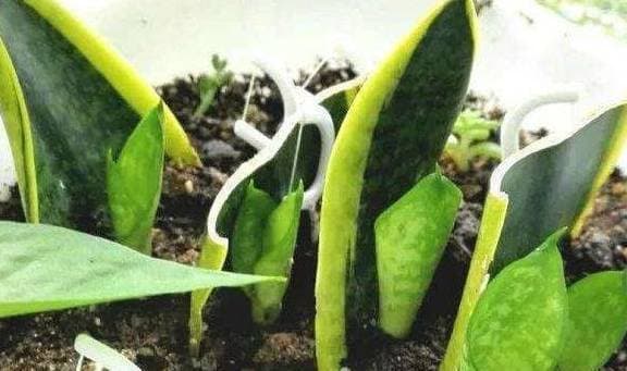 triết cây, giâm cành, giâm lá, hoa cây cảnh, trồng cây cảnh