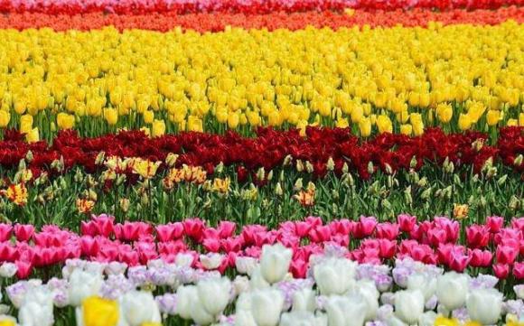 tử vi, chòm sao, cung hoàng đạo, chòm sao may mắn tháng 11