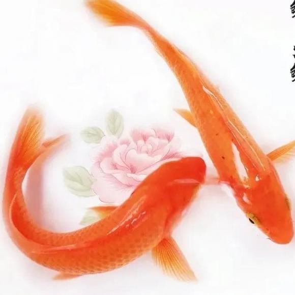 phong thủy, phong thủy con người, triết lý sống, triết lý