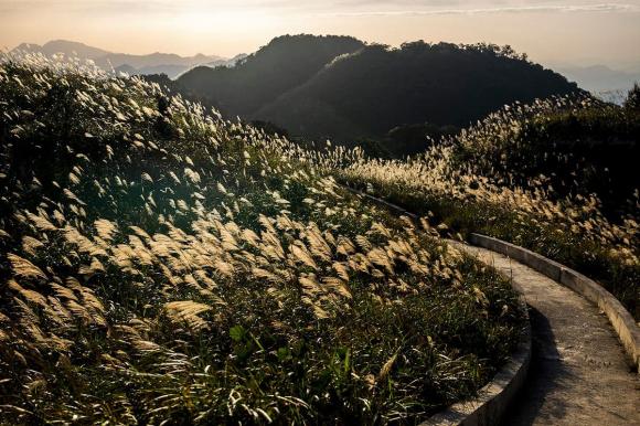 Quảng Ninh, Bình Liêu, cỏ lau Bình Liêu