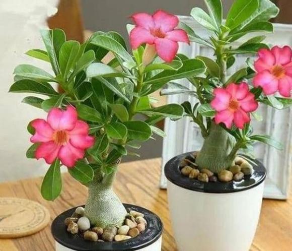 đất trồng, trồng cây, trồng hoa