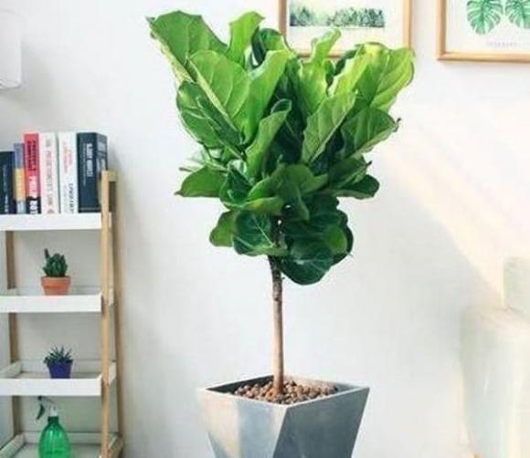 đất trồng, trồng cây, trồng hoa