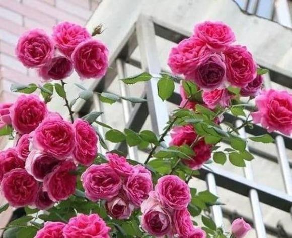 đất trồng, trồng cây, trồng hoa