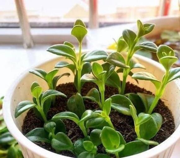 đất trồng, trồng cây, trồng hoa
