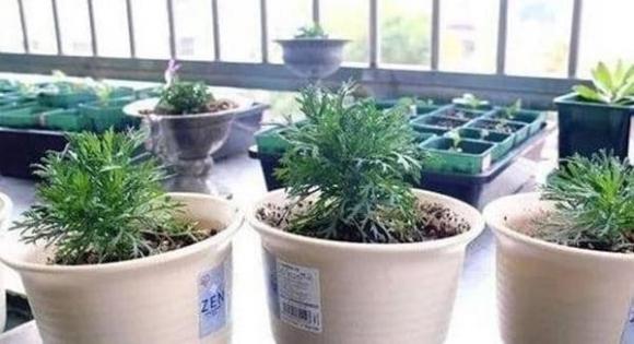 đất trồng, trồng cây, trồng hoa
