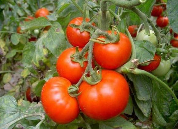 cà chua, trồng cà chua, cách nuôi trồng cà chua
