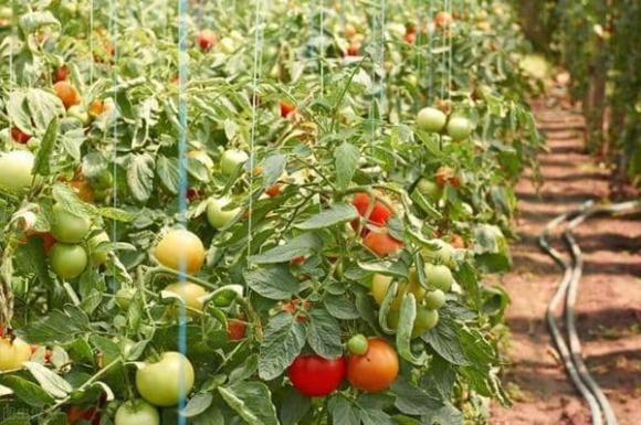 cà chua, trồng cà chua, cách nuôi trồng cà chua