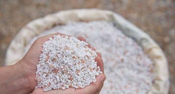trồng mướp, quả mướp, cách trồng mướp