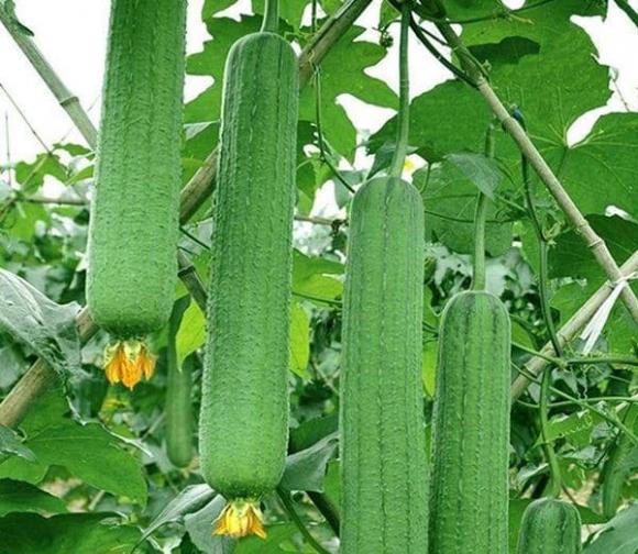 trồng mướp, quả mướp, cách trồng mướp