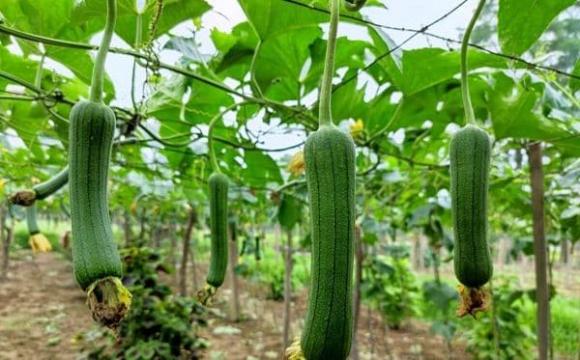 trồng mướp, quả mướp, cách trồng mướp