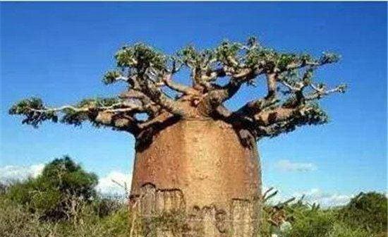 “cây ve chai” hay BaoBa, cây chứa nước, cây to, chuyện lạ