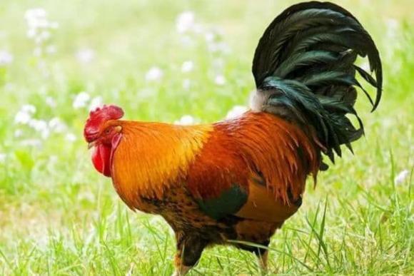 tử vi, con giáp, cuối năm 2022