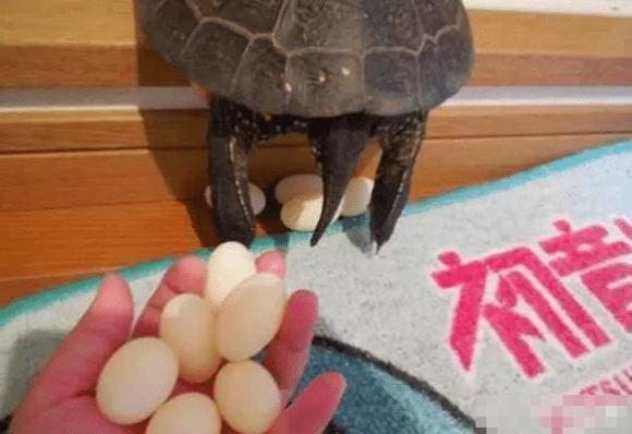 con rùa, rùa đẻ trứng, chuyện lạ, chuyện cười