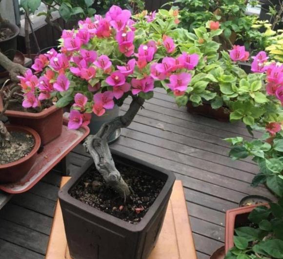chăm sóc cây cảnh, trồng cây, tưới cây, tỉa cành