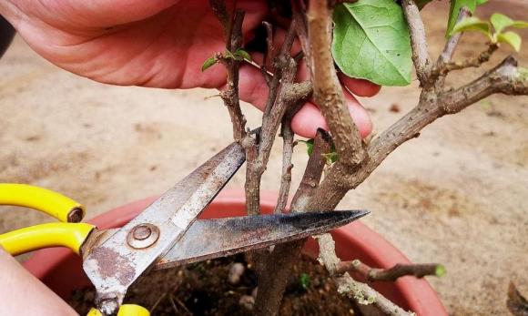 chăm sóc cây cảnh, trồng cây, tưới cây, tỉa cành