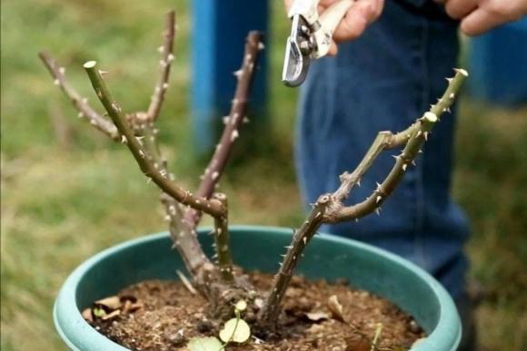 chăm sóc cây cảnh, trồng cây, tưới cây, tỉa cành