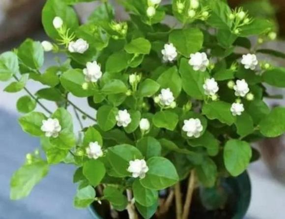 chăm sóc cây cảnh, trồng cây, tưới cây, tỉa cành