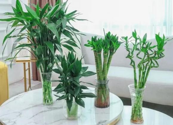 cây phát lộc, trúc may mắn, cây cảnh, cây ban thờ