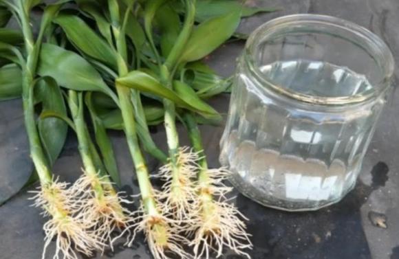 cây phát lộc, trúc may mắn, cây cảnh, cây ban thờ