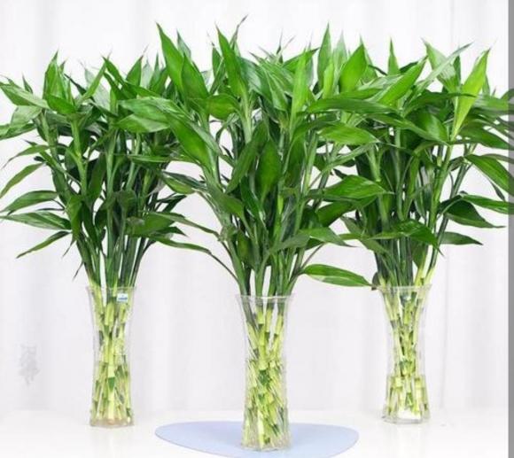 cây phát lộc, trúc may mắn, cây cảnh, cây ban thờ