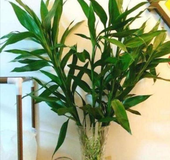 cây phát lộc, trúc may mắn, cây cảnh, cây ban thờ