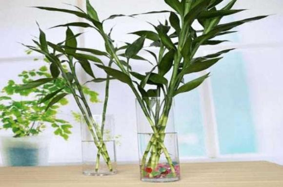 cây phát lộc, trúc may mắn, cây cảnh, cây ban thờ