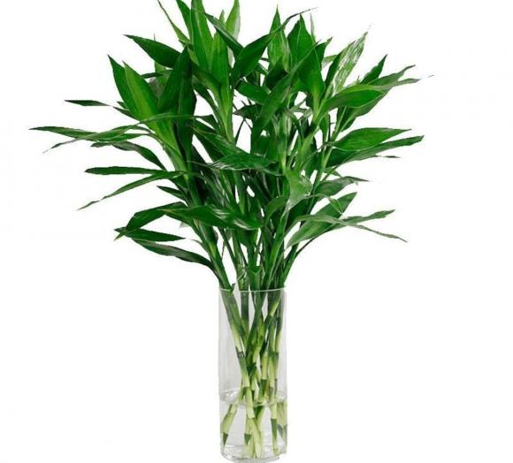 cây phát lộc, trúc may mắn, cây cảnh, cây ban thờ